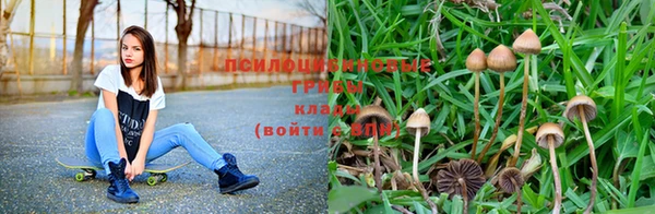 шишки Дмитровск